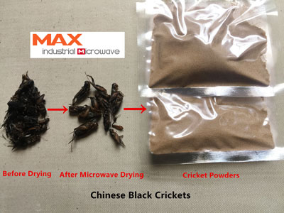 Cricket Flour Drying and Pasteurization Machine